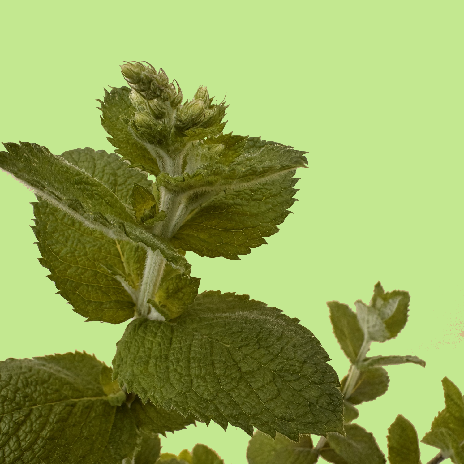 Apple Mint