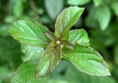 Basil Mint