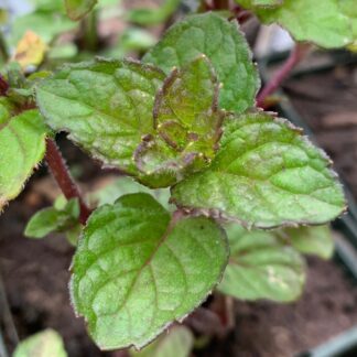 Berries And Cream Mint