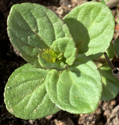 Black Mitcham Mint