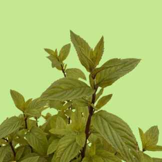Brundall Mint