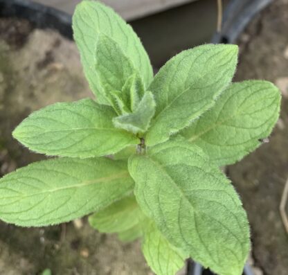 Buddleja Mint Variegated (Hooksgreen Erroneously Call It Variegated Silver Mint)