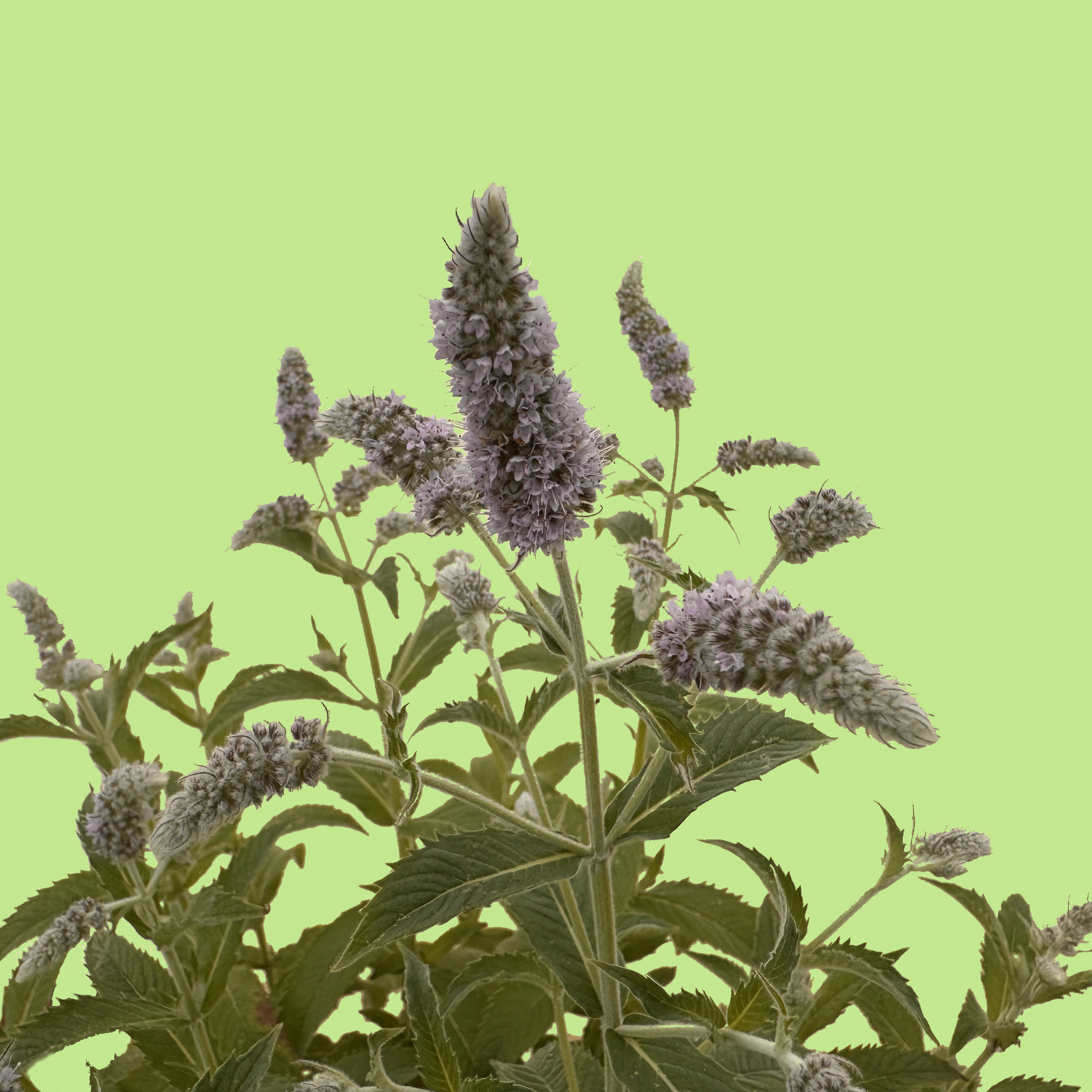 Cap mint
