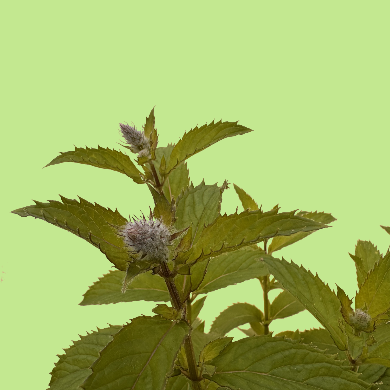 Carinthian Mint