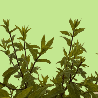 Carmagnola Mint