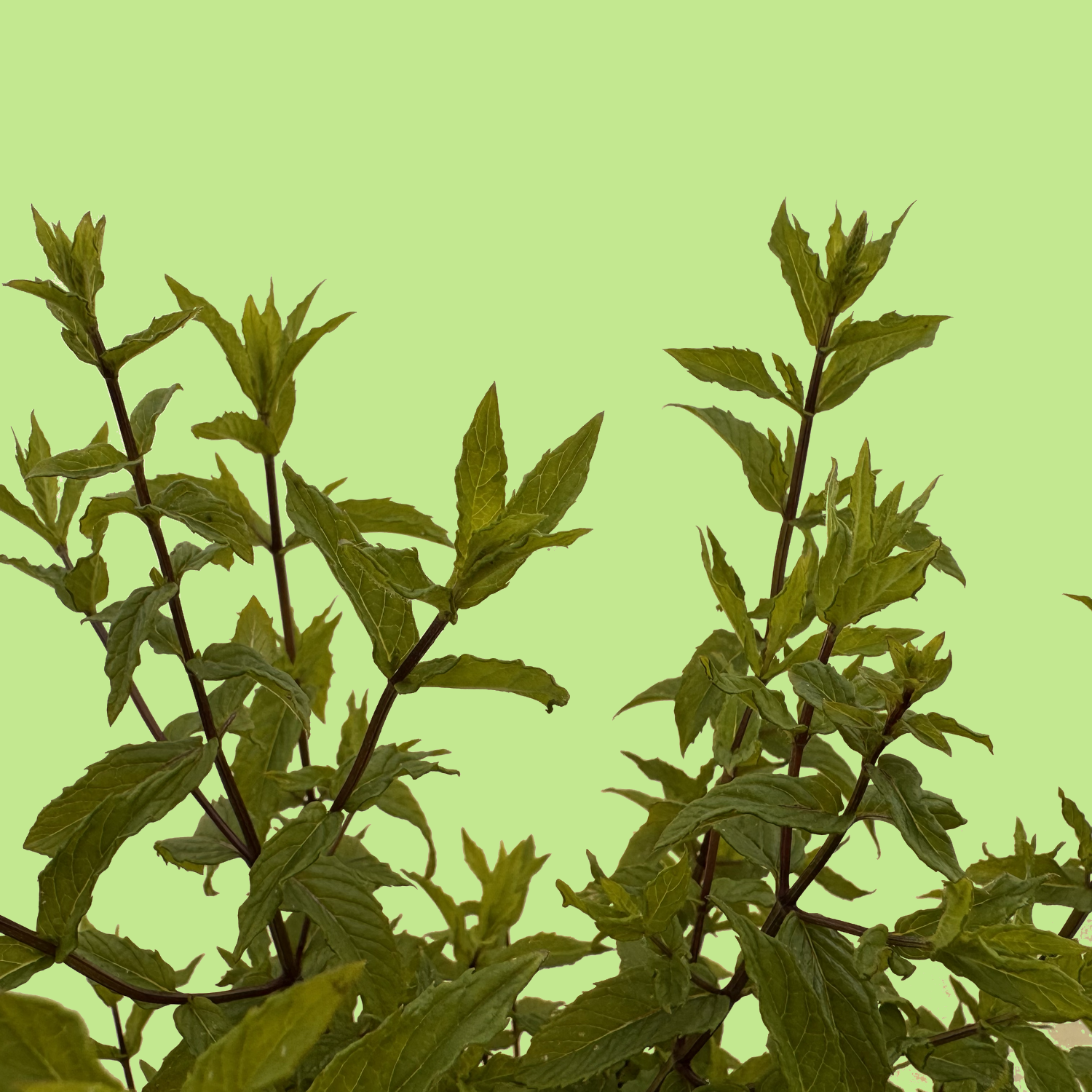 Carmagnola Mint