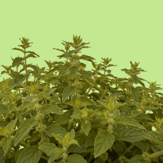 Corn Mint