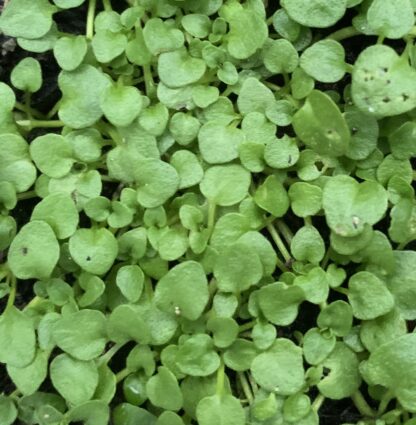 Corsican Mint