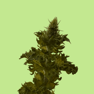 Curly Lothar Mint