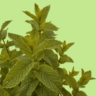 Cucumber Mint