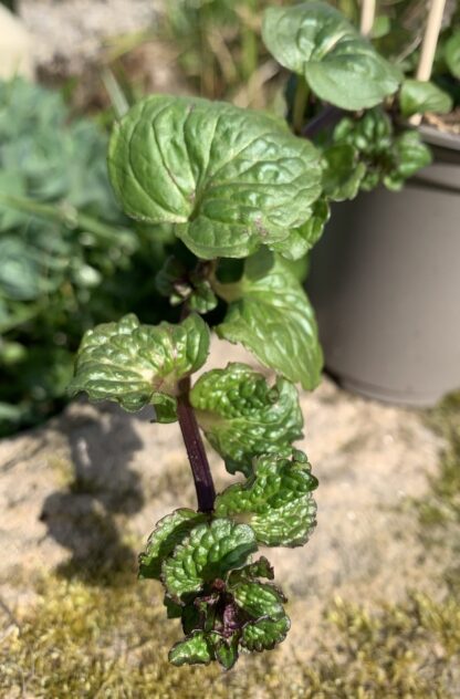 Curly Mint