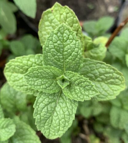 English Lamb Mint - Image 2