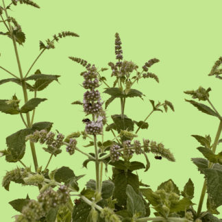Fig Mint
