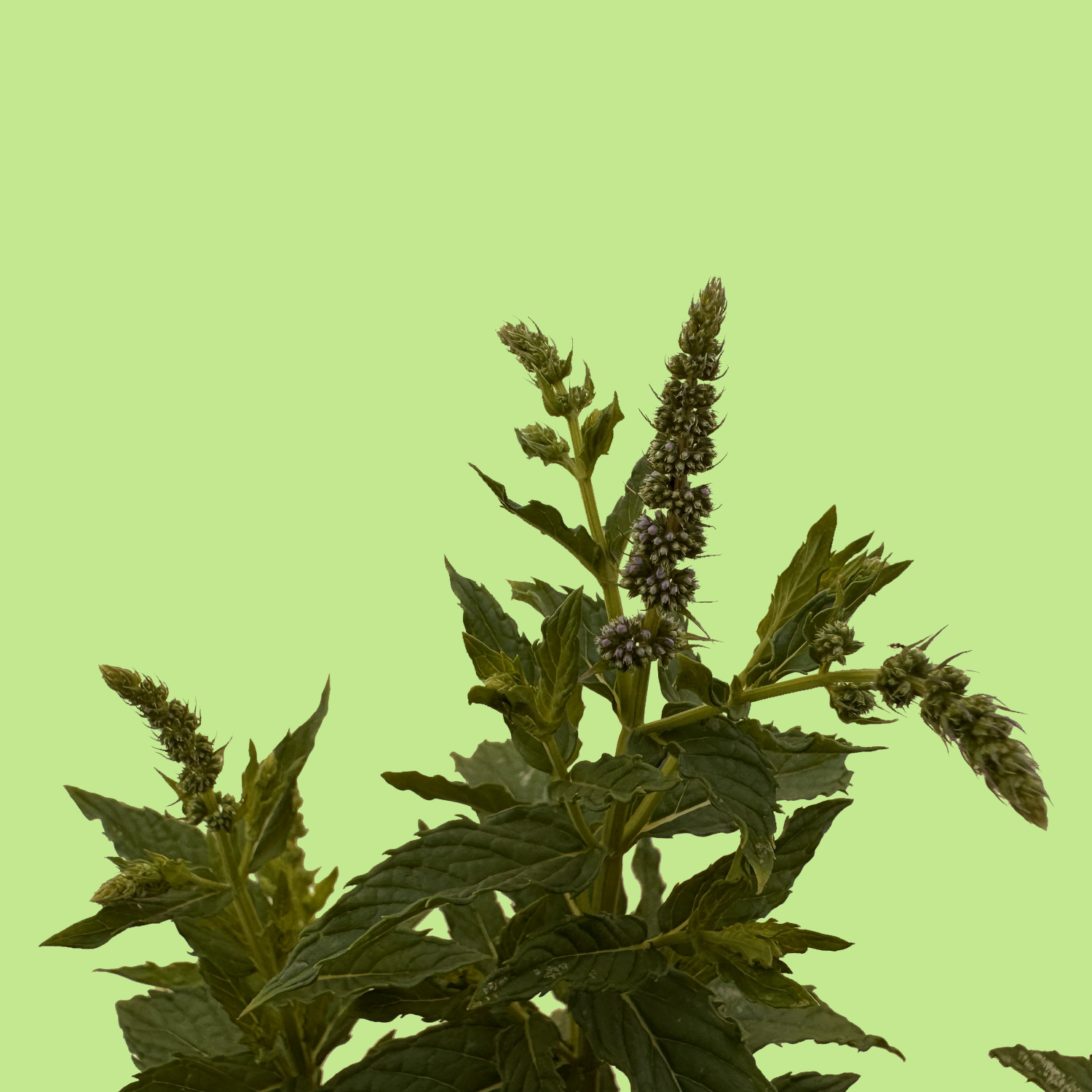 Grannies Gloucester Mint