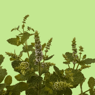 Hollandia Mint