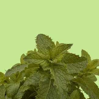 Jack Green Mint