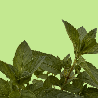 Jessicas Sweet Pear Mint