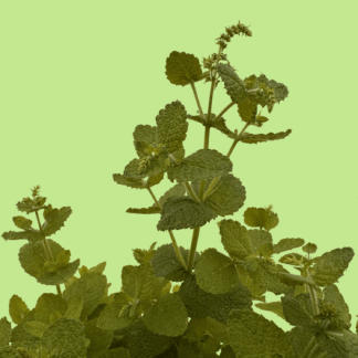Jokka Mint