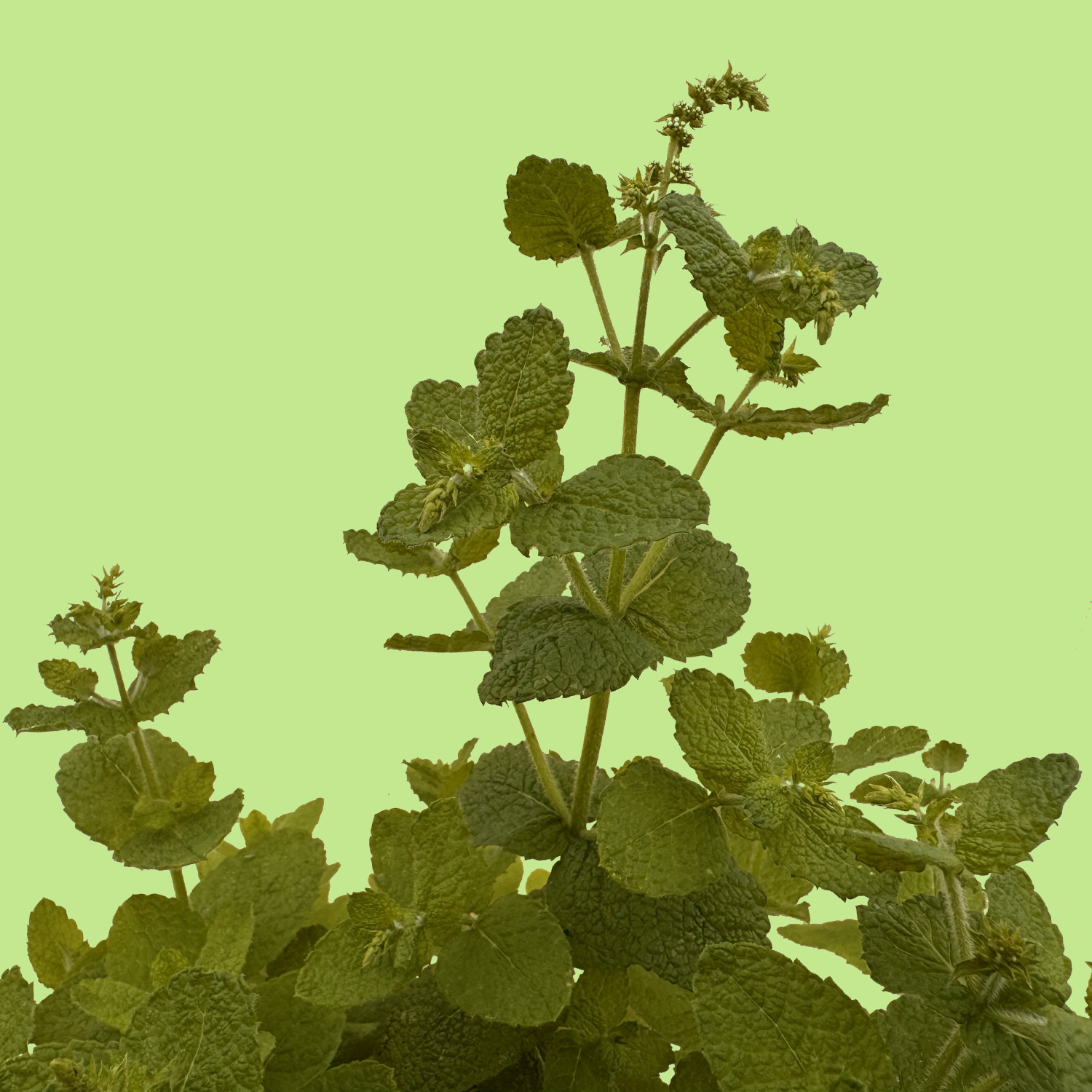 Jokka Mint
