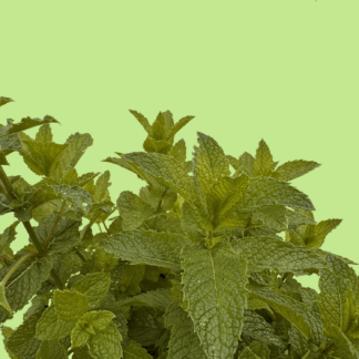 Kentucky Colonel Mint