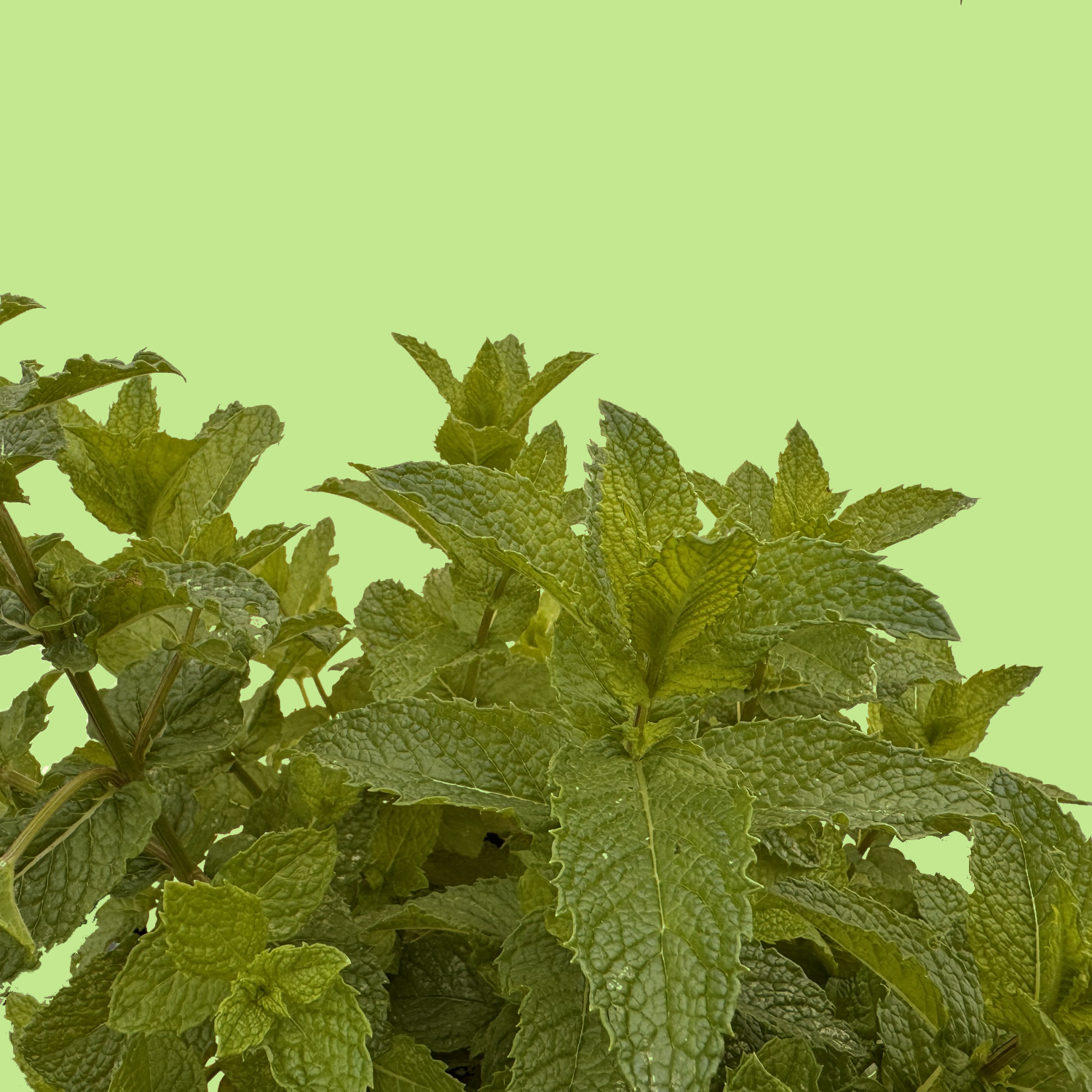 Kentucky Colonel Mint