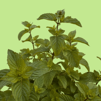 Lavender Mint