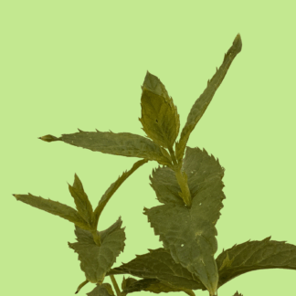 Lidya Mint
