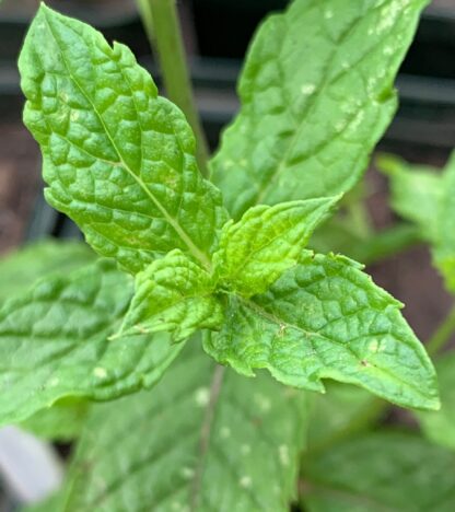 Moroccan Mint