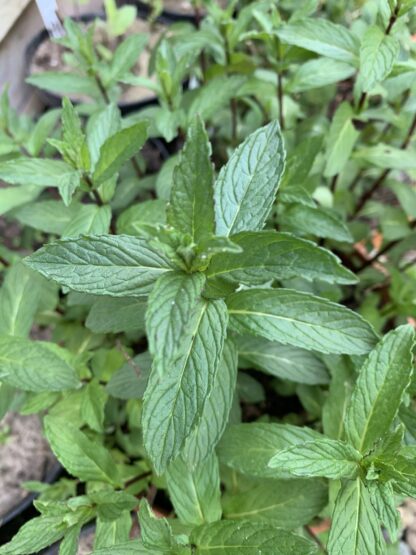 Newbourne Mint