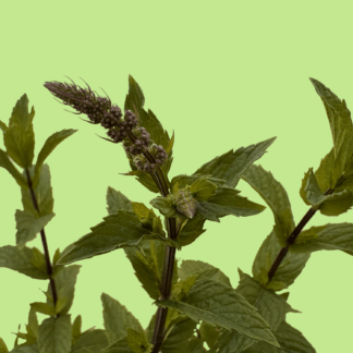 Nile Valley Mint