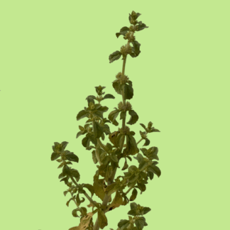 Pennyroyal Mint