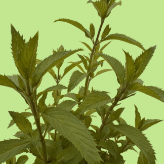 Pfälzer Kölleda Mint