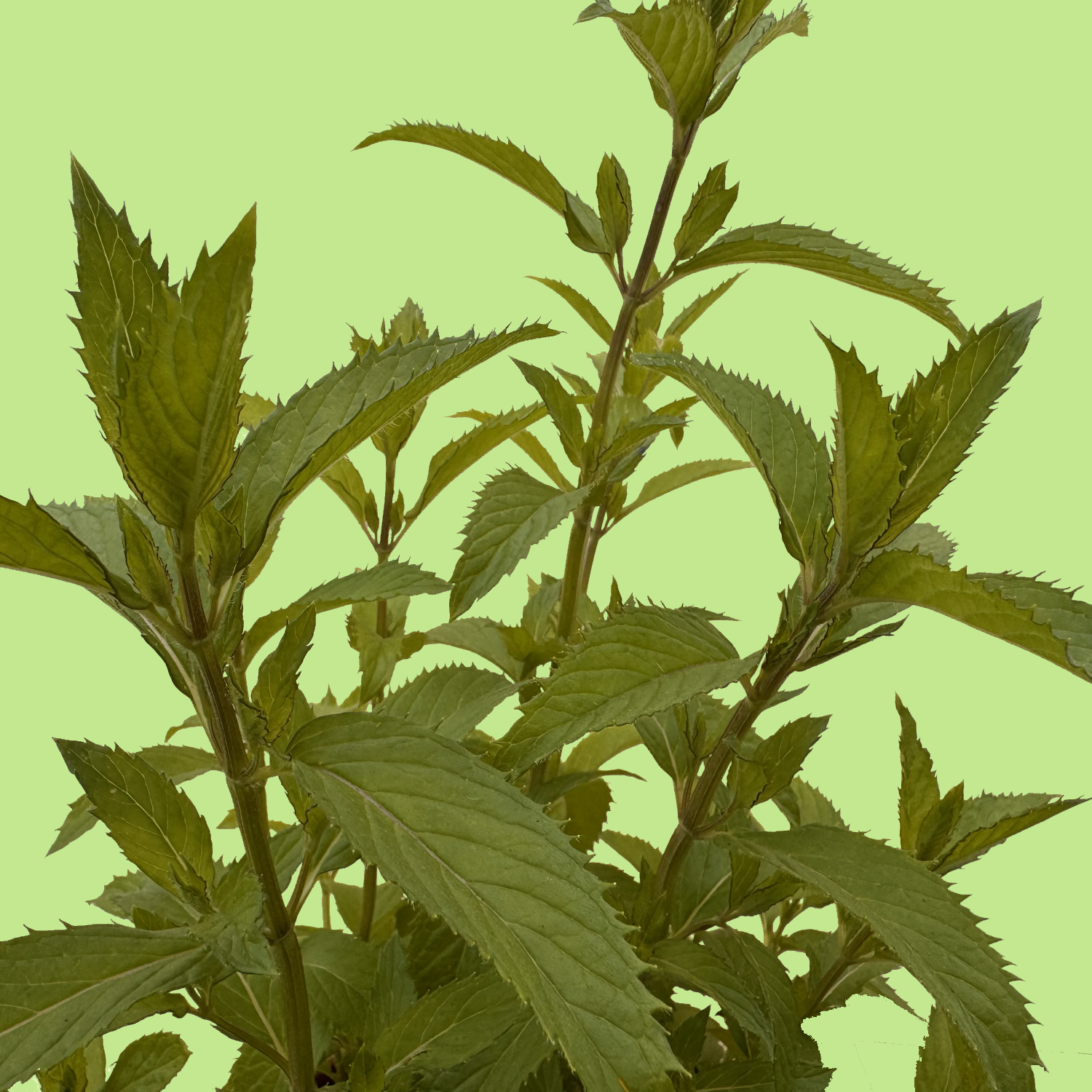 Pfälzer Kölleda Mint