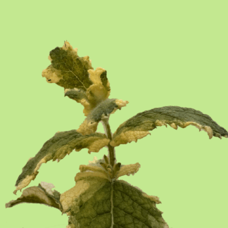 Pineapple Mint