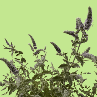 Polynesian Mint