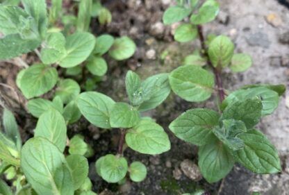 Polynesian Mint - Image 2