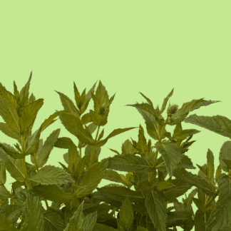 Portugese Mint