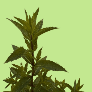 Sachalinensis Mint