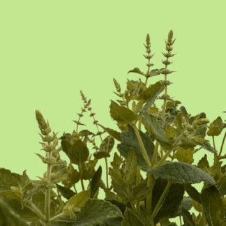 Typhoides Mint