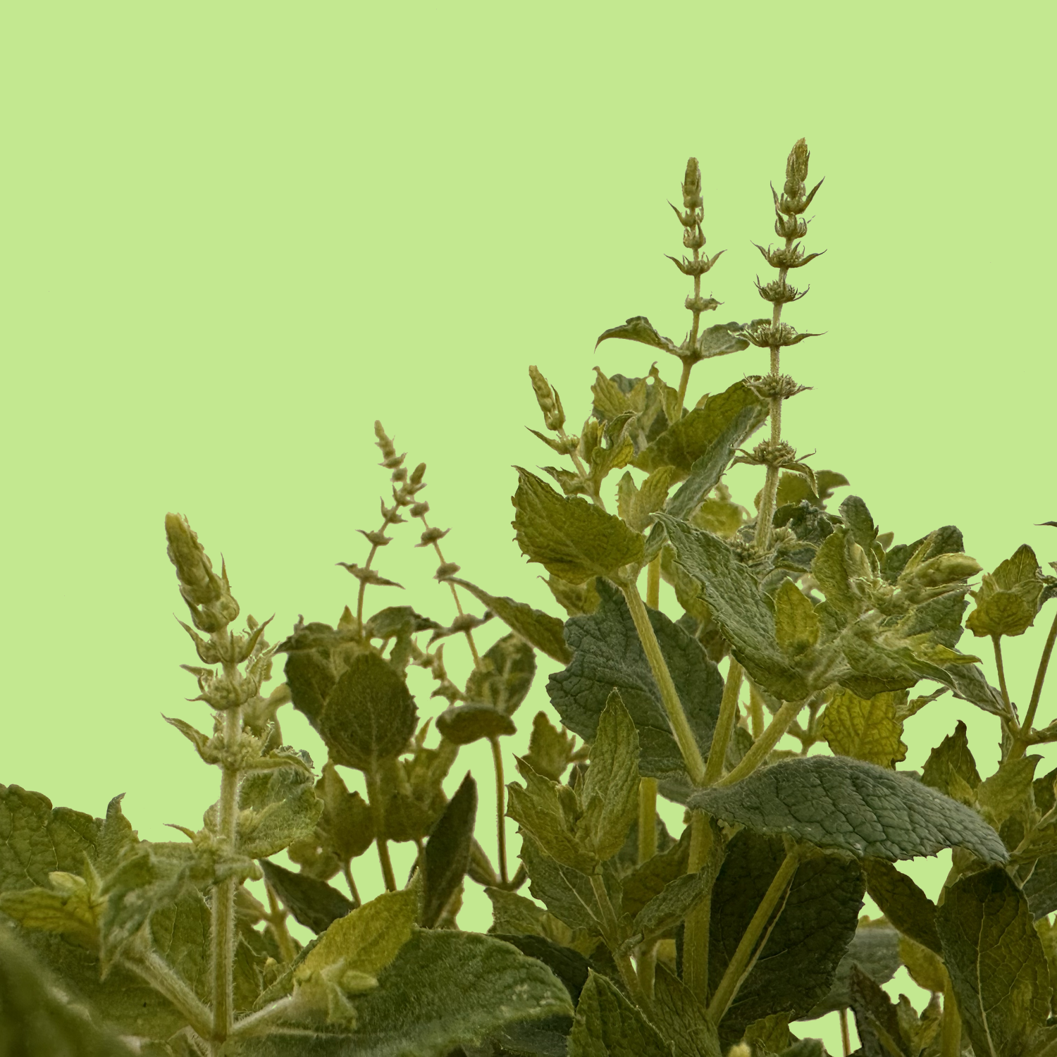Typhoides Mint