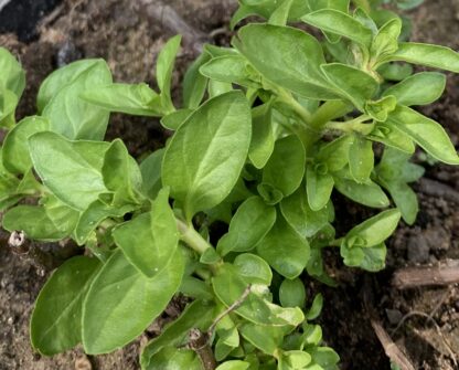 Pennyroyal Upright Mint