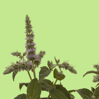 Buddleja Mint Variegated