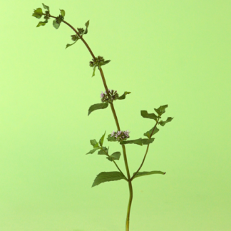 Eucalyptus Mint