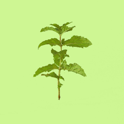 Russian Plain Leaf Mint