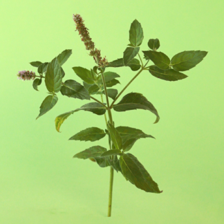 Villosa Mint