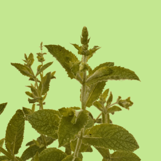 Algerian Fruity Mint