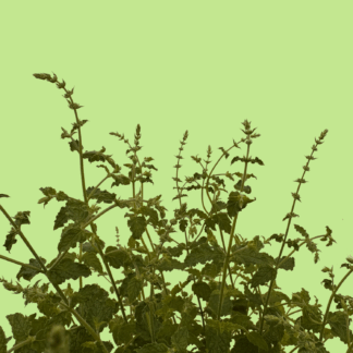 Almira Strawberry Mint