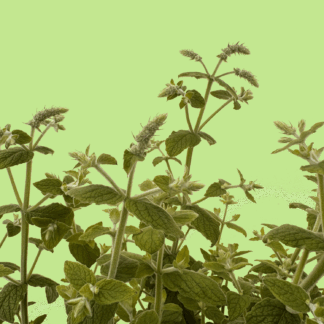 Atlas Mountains Mint