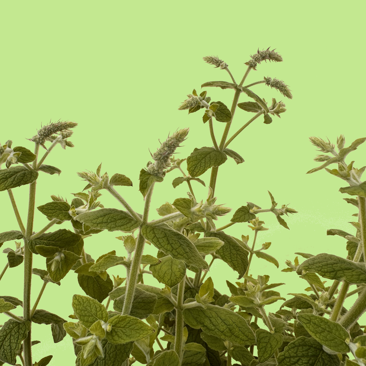 Atlas Mountains Mint