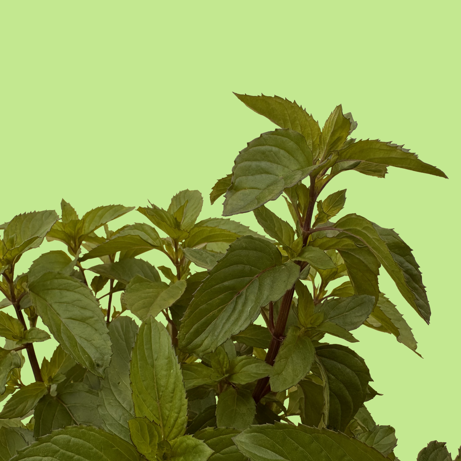 Basil Mint